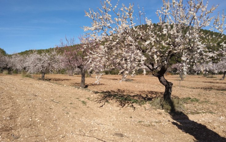 Finca - Resale - Bullas - Bullas