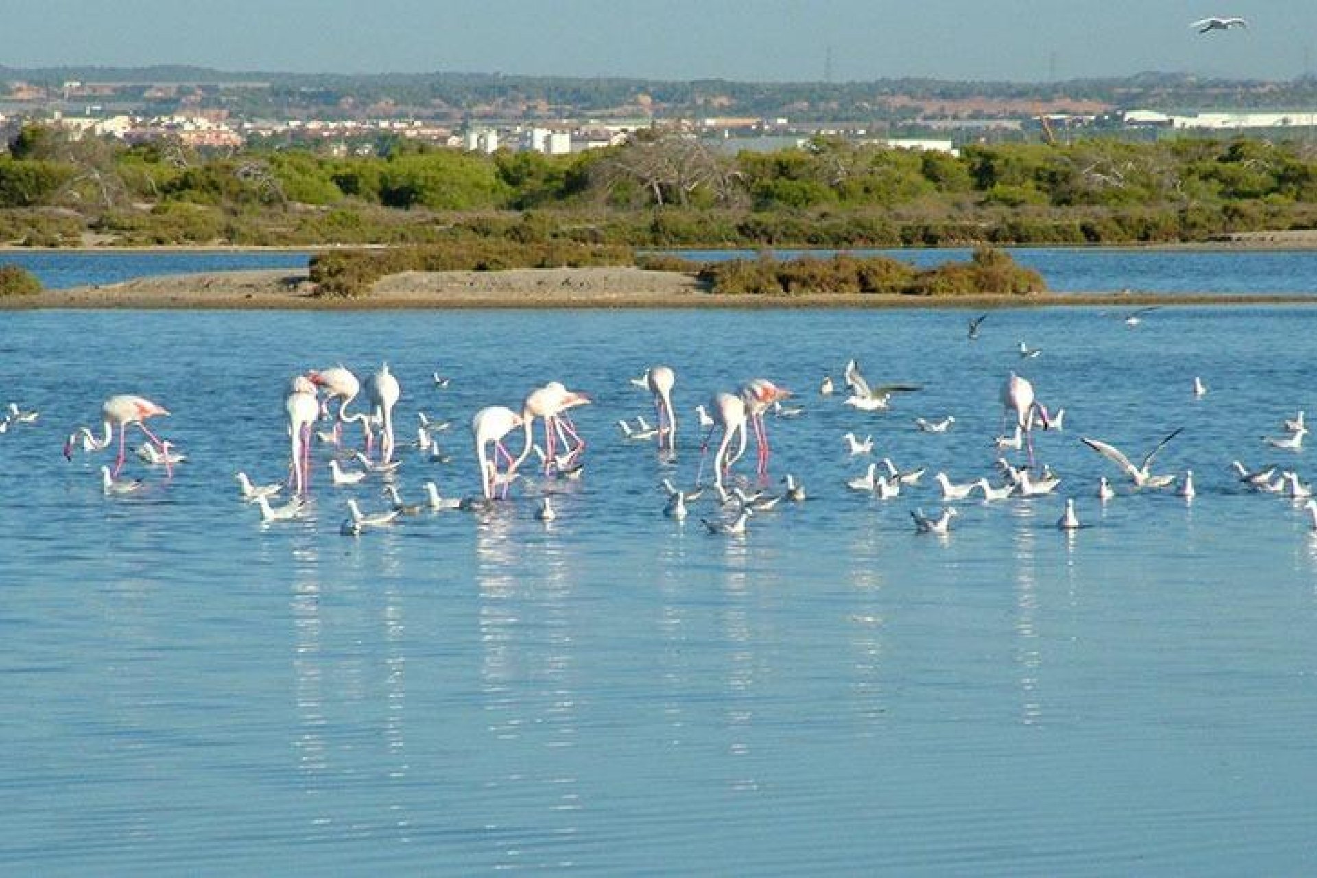 Новостройка - Bилла - San Pedro del Pinatar - Pueblo