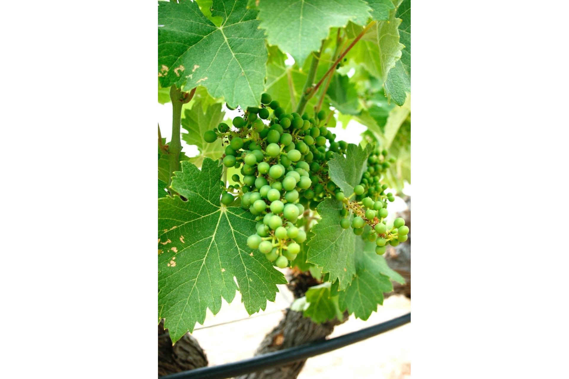 Obra nueva - Chalet - Yecla