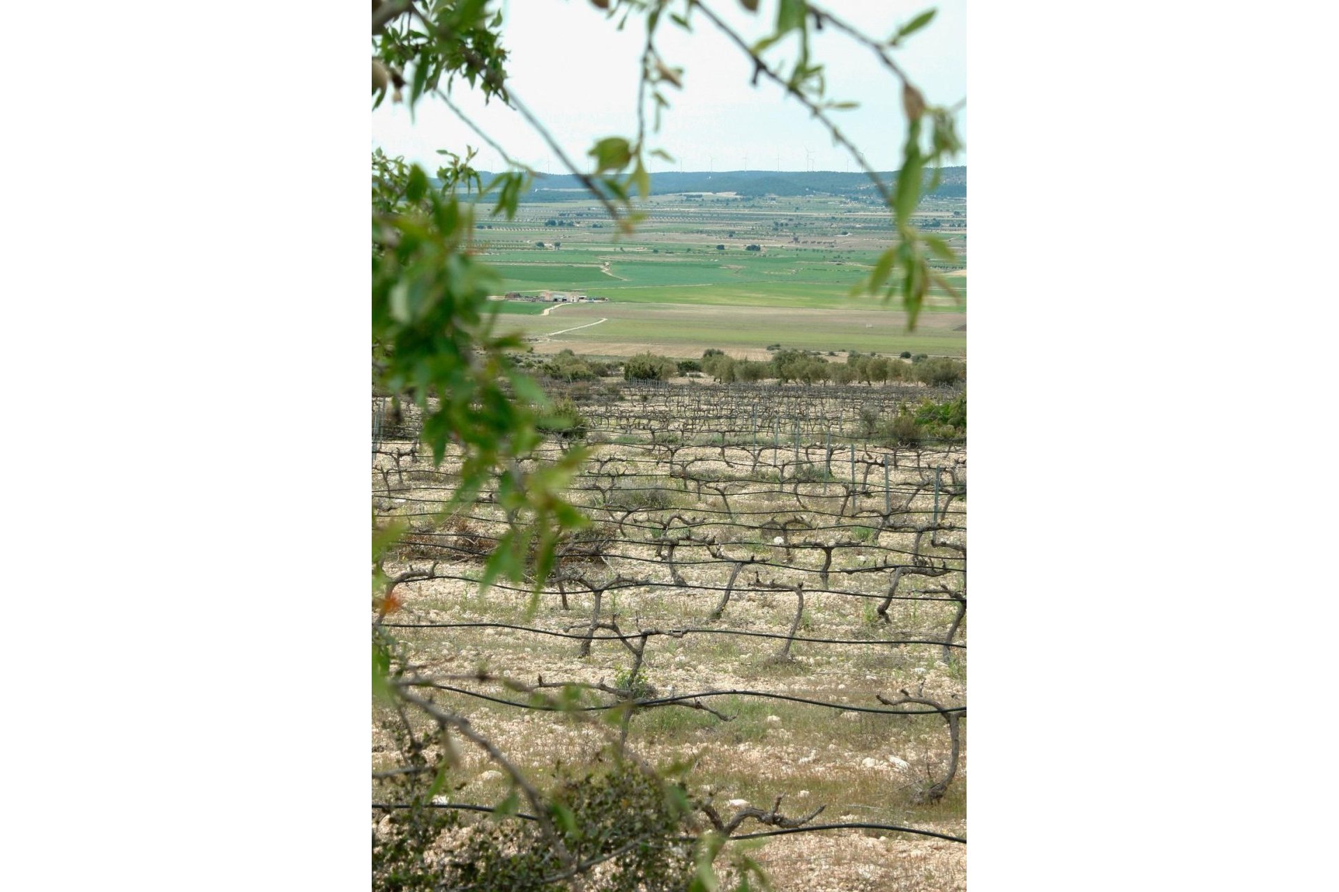 Obra nueva - Chalet - Yecla