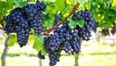 Oferta specjalna - Rynek wtórny - Bullas - IH-49712