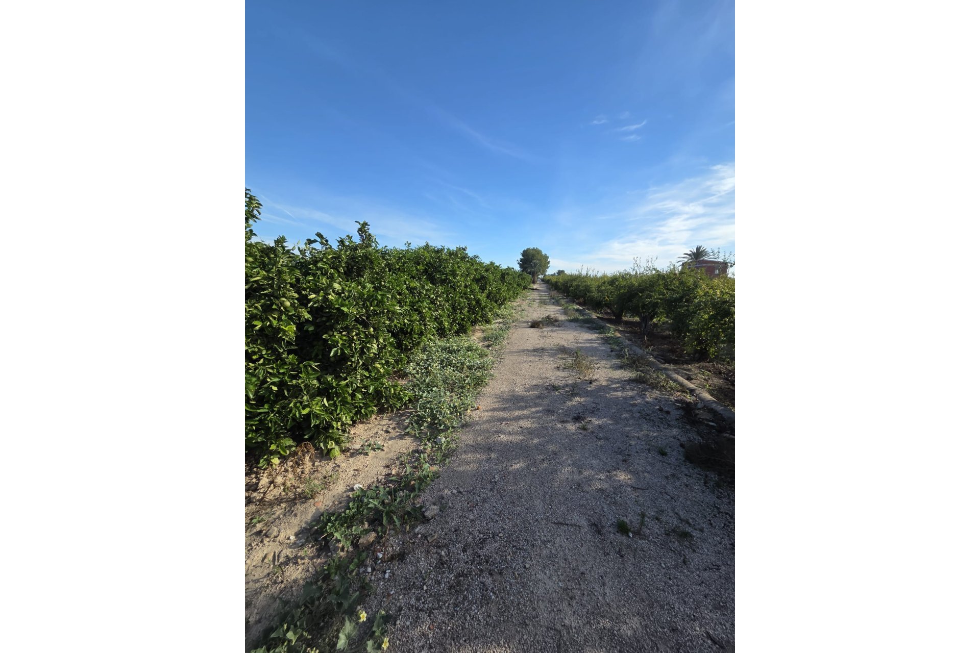 Resale - Casa - Albatera