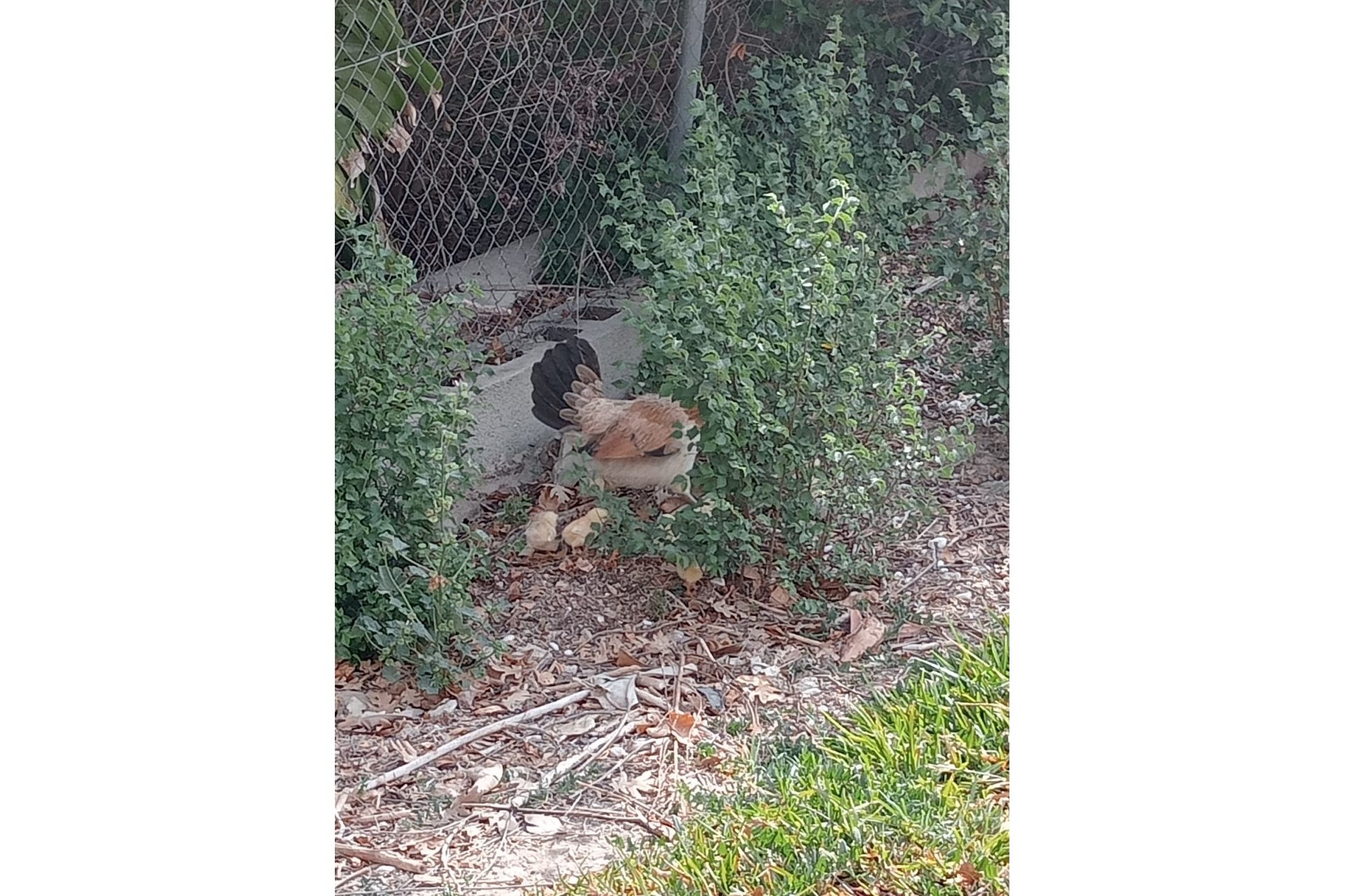 Resale - Casa o Chalet Independiente - Daya Nueva