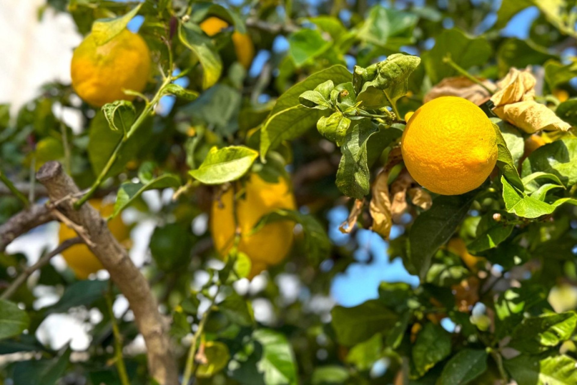 Resale - Detached Villa - Orihuela Costa - Villamartín