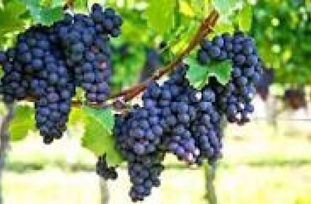 Resale - Special offer - Bullas - La Copa