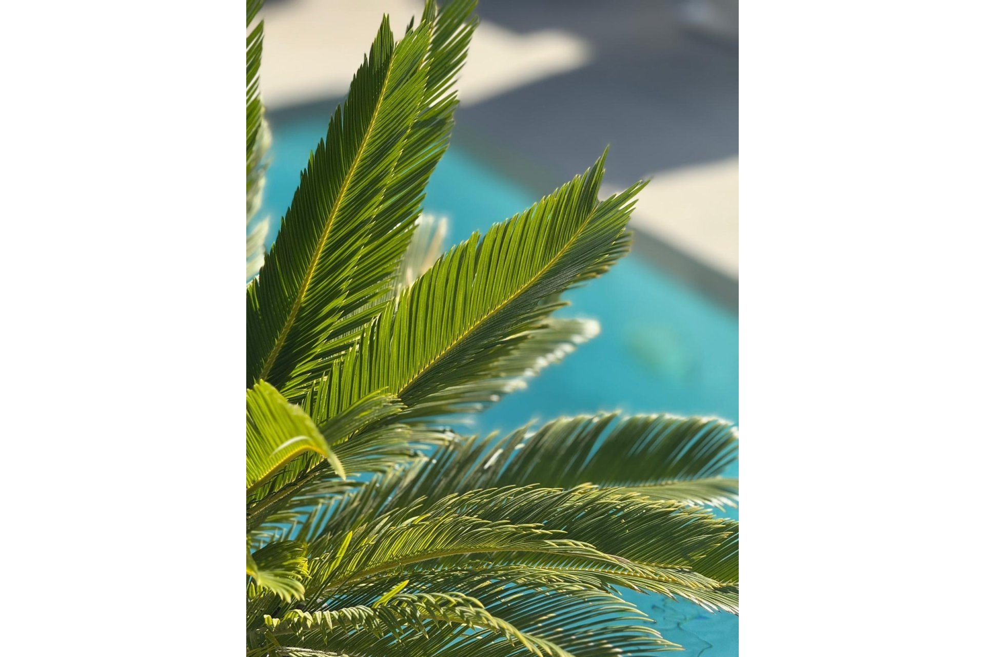 Resale - Villa - Orihuela Costa - PAU 26