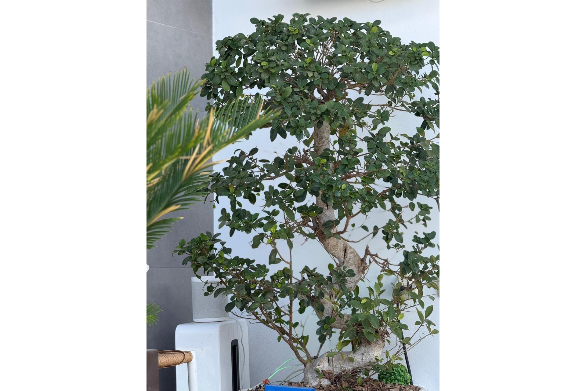 Resale - Villa - Orihuela Costa - PAU 26