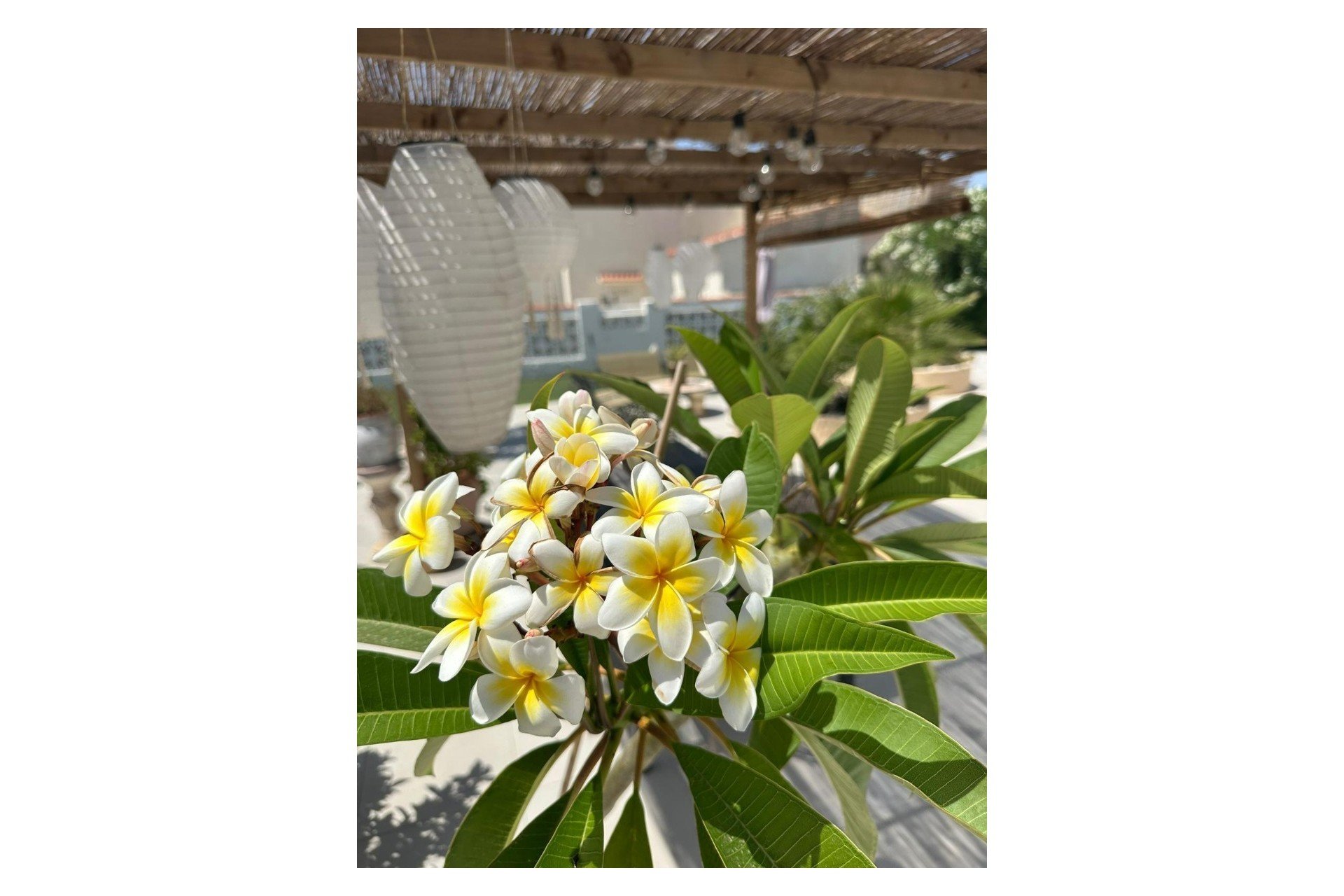 Resale - Villa - Torrevieja - San luis