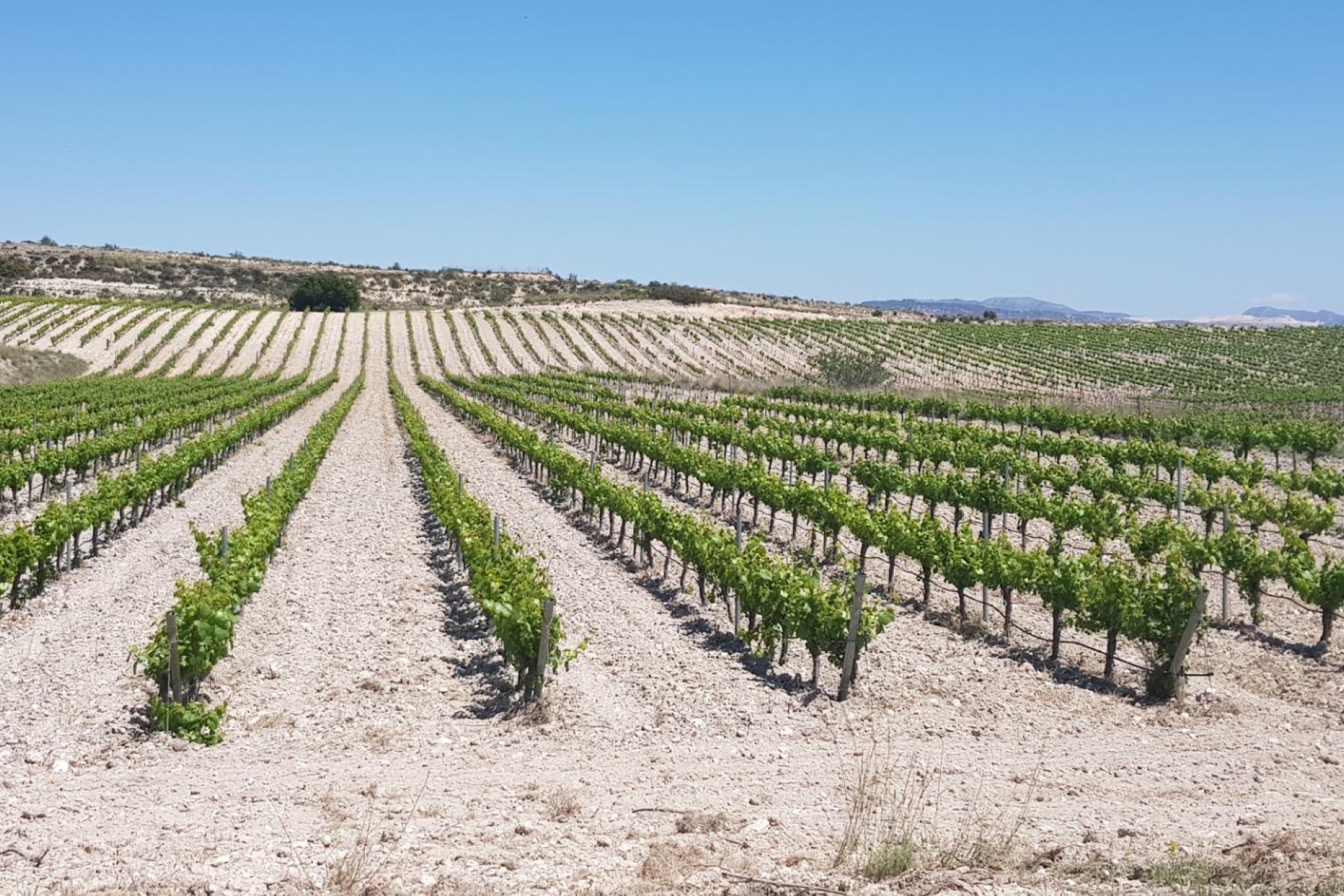 Reventa - Bodega - Pinoso - CENTRO