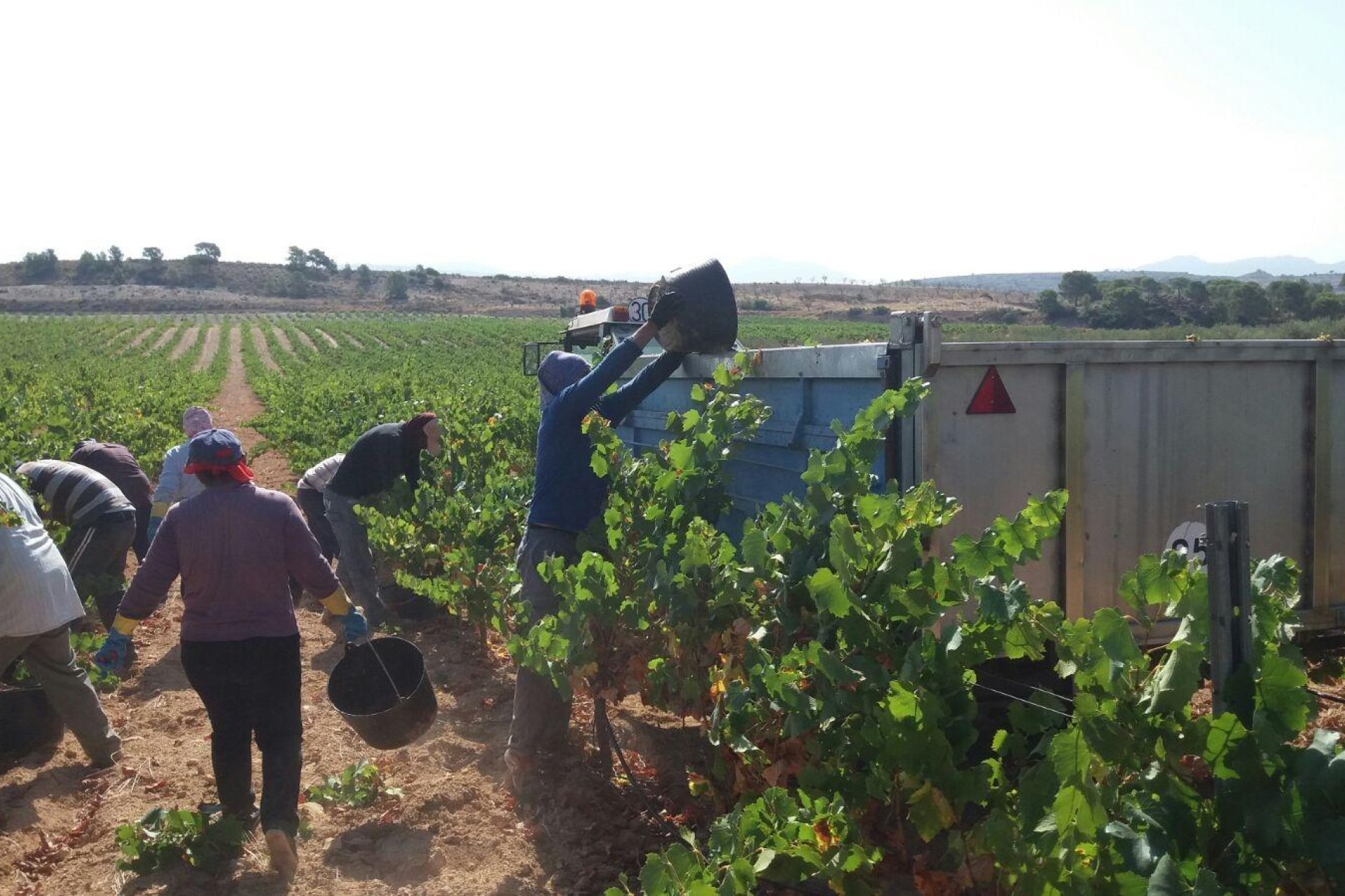 Reventa - Bodega - Pinoso - CENTRO