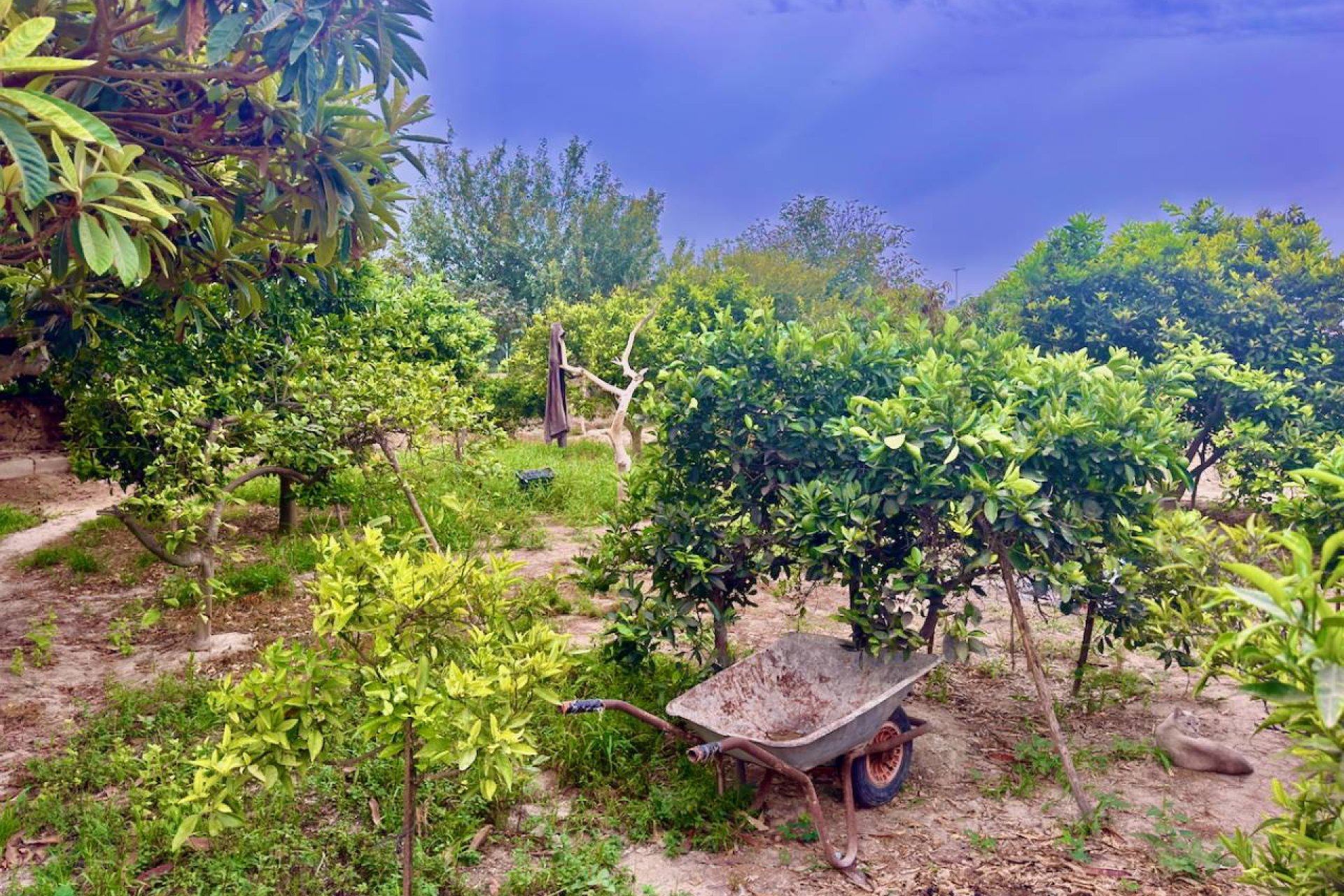 Reventa - Finca / Propiedad en el campo - Rojales - Cuidad Quesada