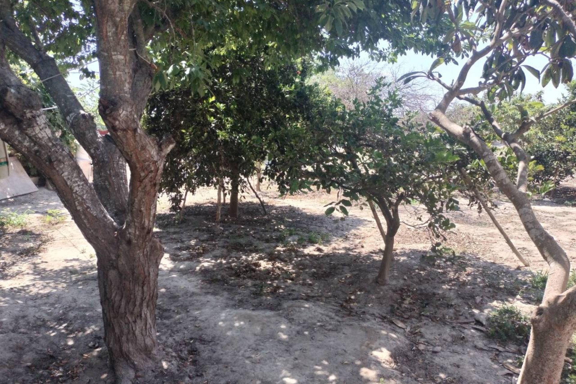 Reventa - Finca / Propiedad en el campo - Rojales - Cuidad Quesada