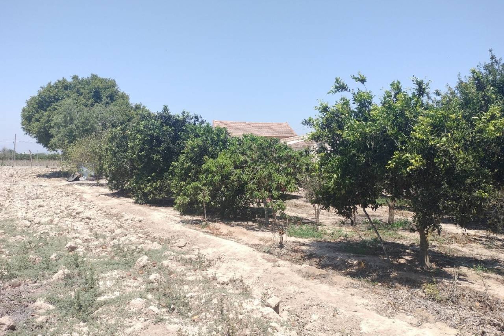 Reventa - Finca / Propiedad en el campo - Rojales - Cuidad Quesada