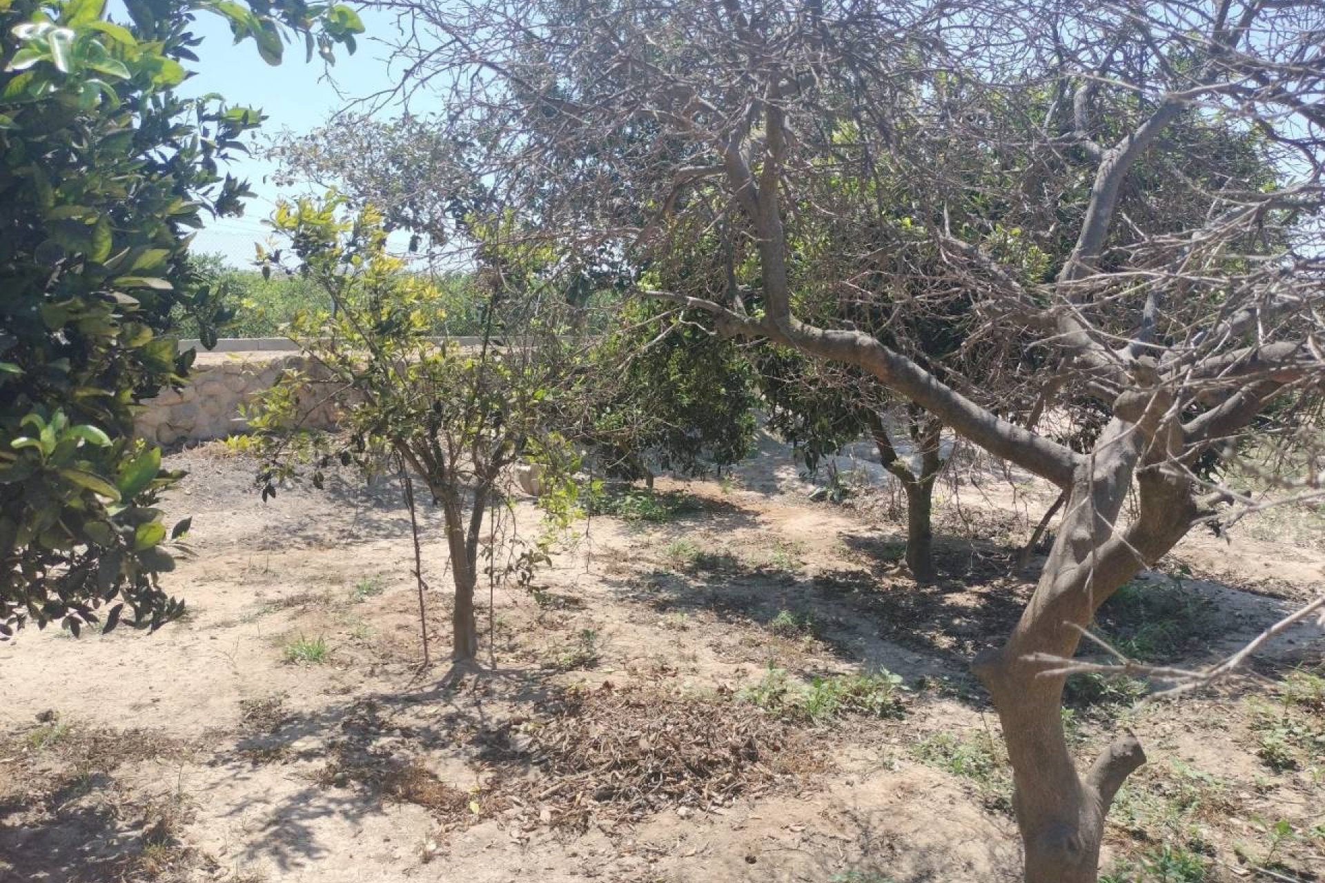 Reventa - Finca / Propiedad en el campo - Rojales - Cuidad Quesada