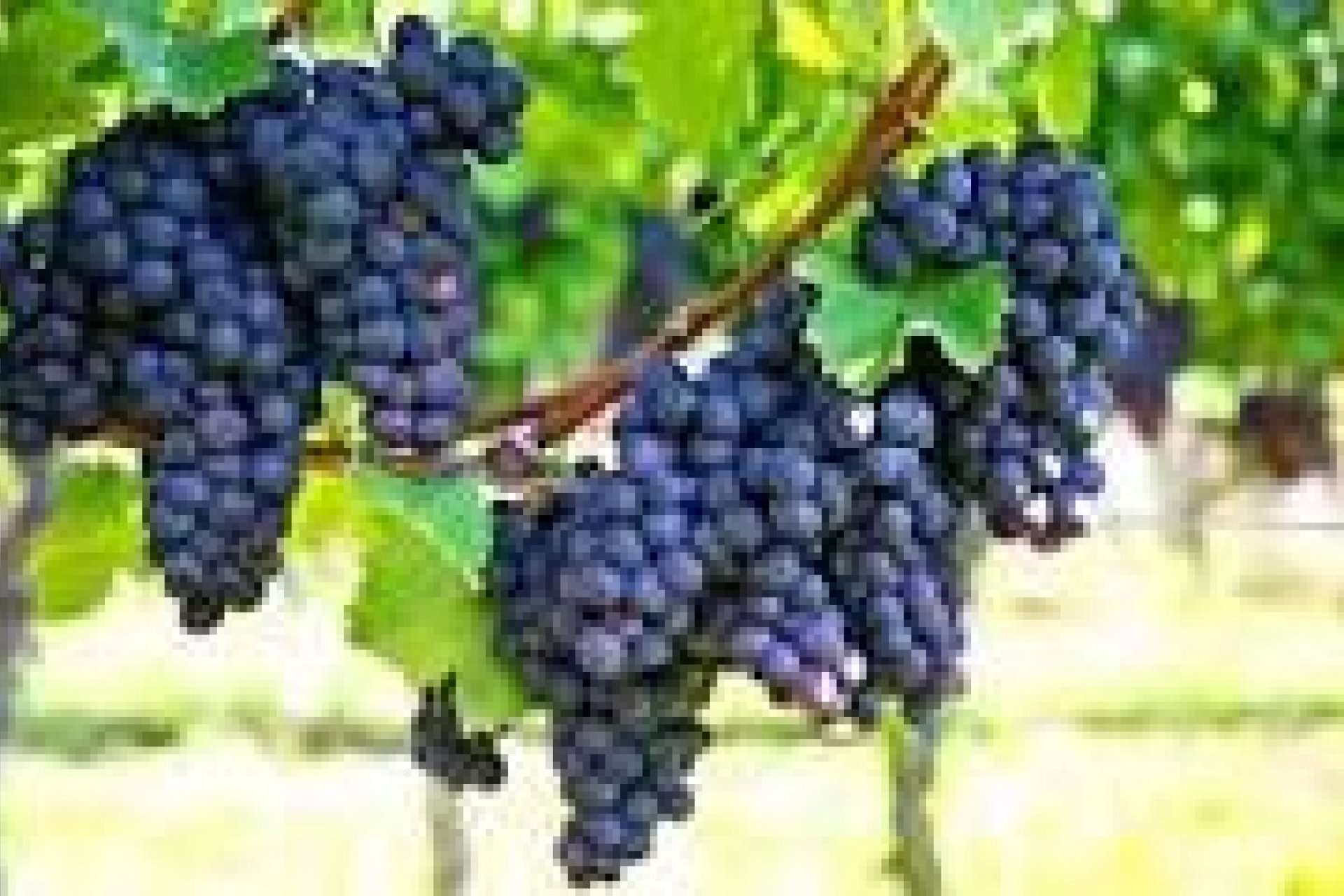 Reventa - Oferta especial - Bullas - La Copa