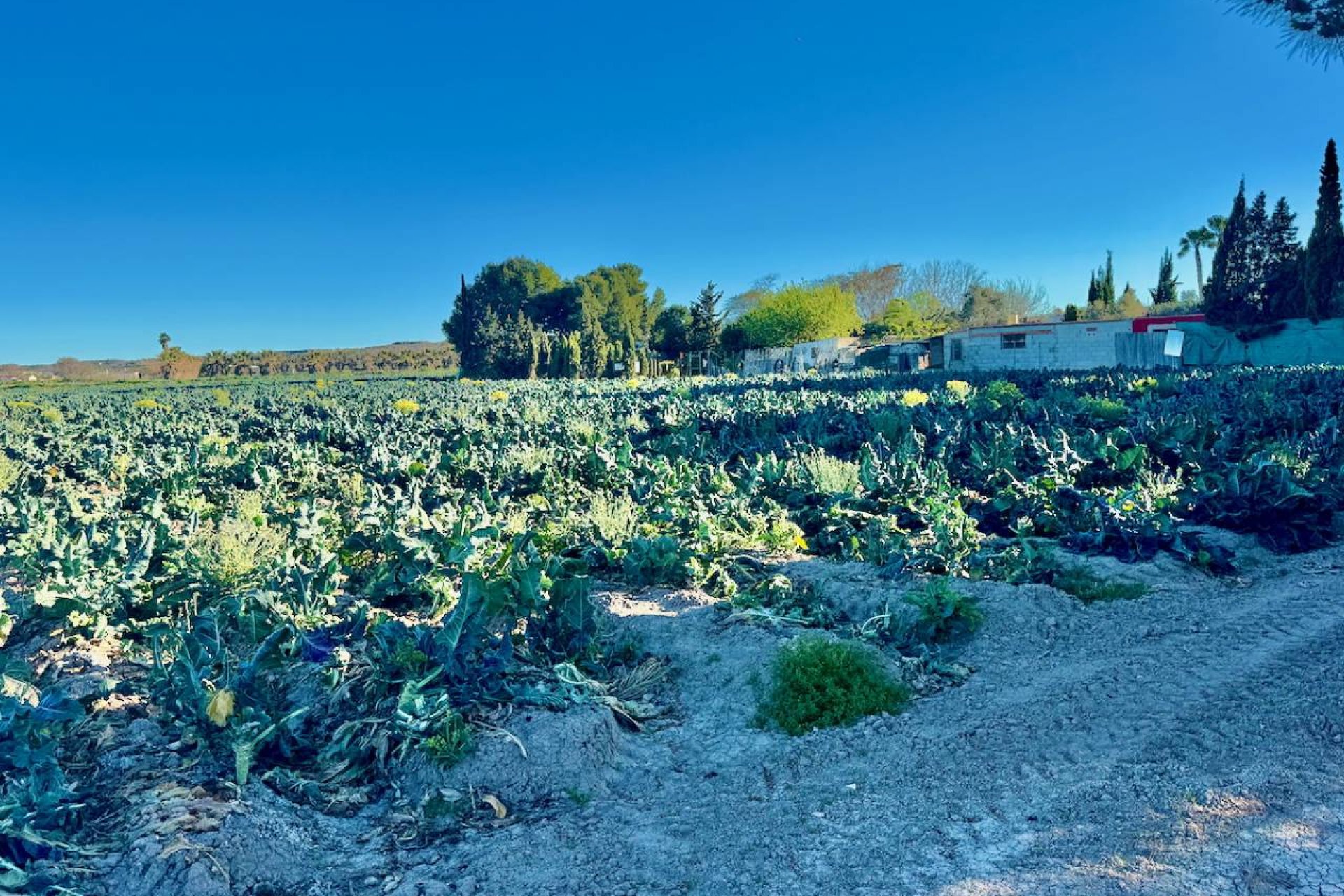 Rynek wtórny - Finca / Nieruchomość wiejska - Guardamar del Segura