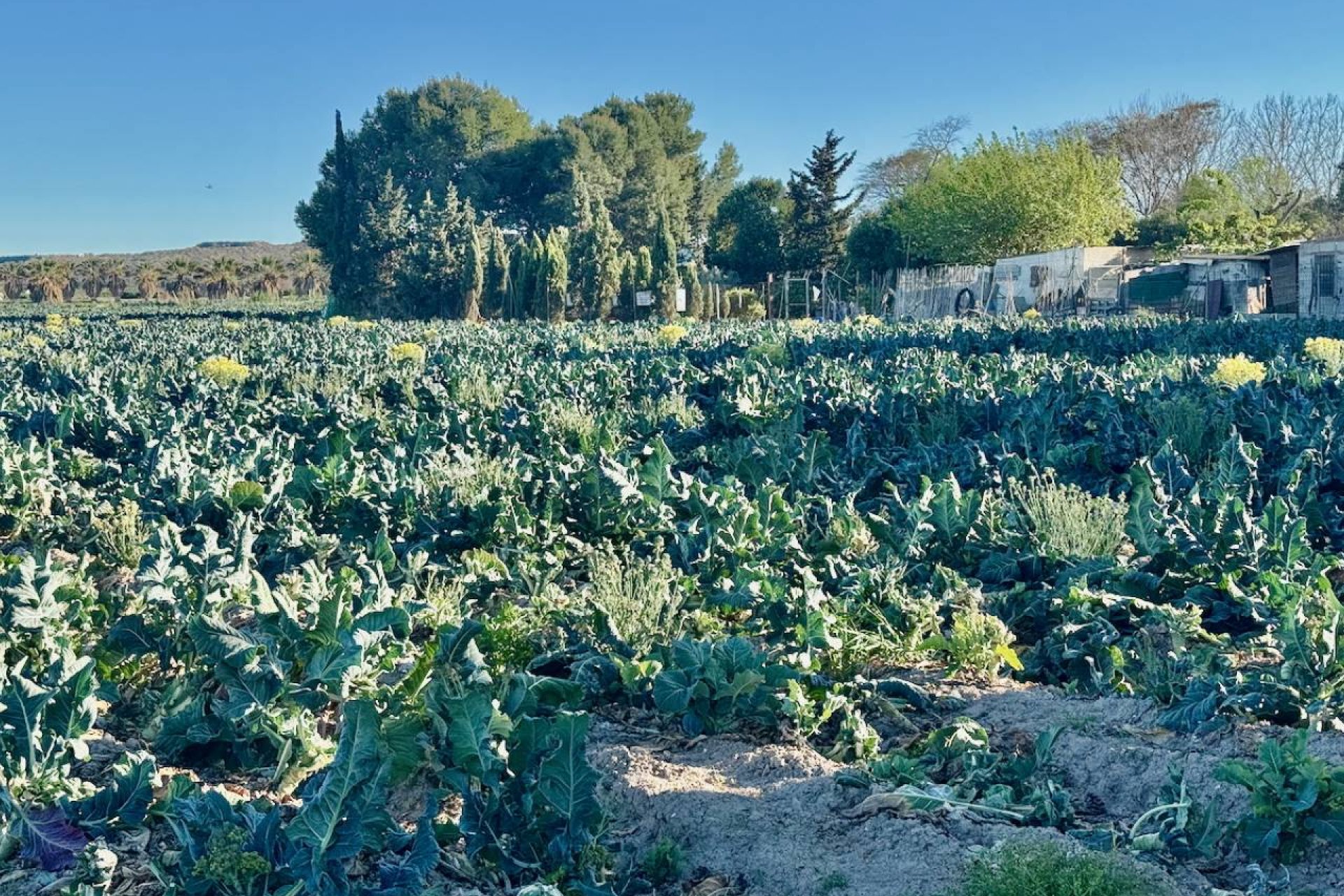 Rynek wtórny - Finca / Nieruchomość wiejska - Guardamar del Segura
