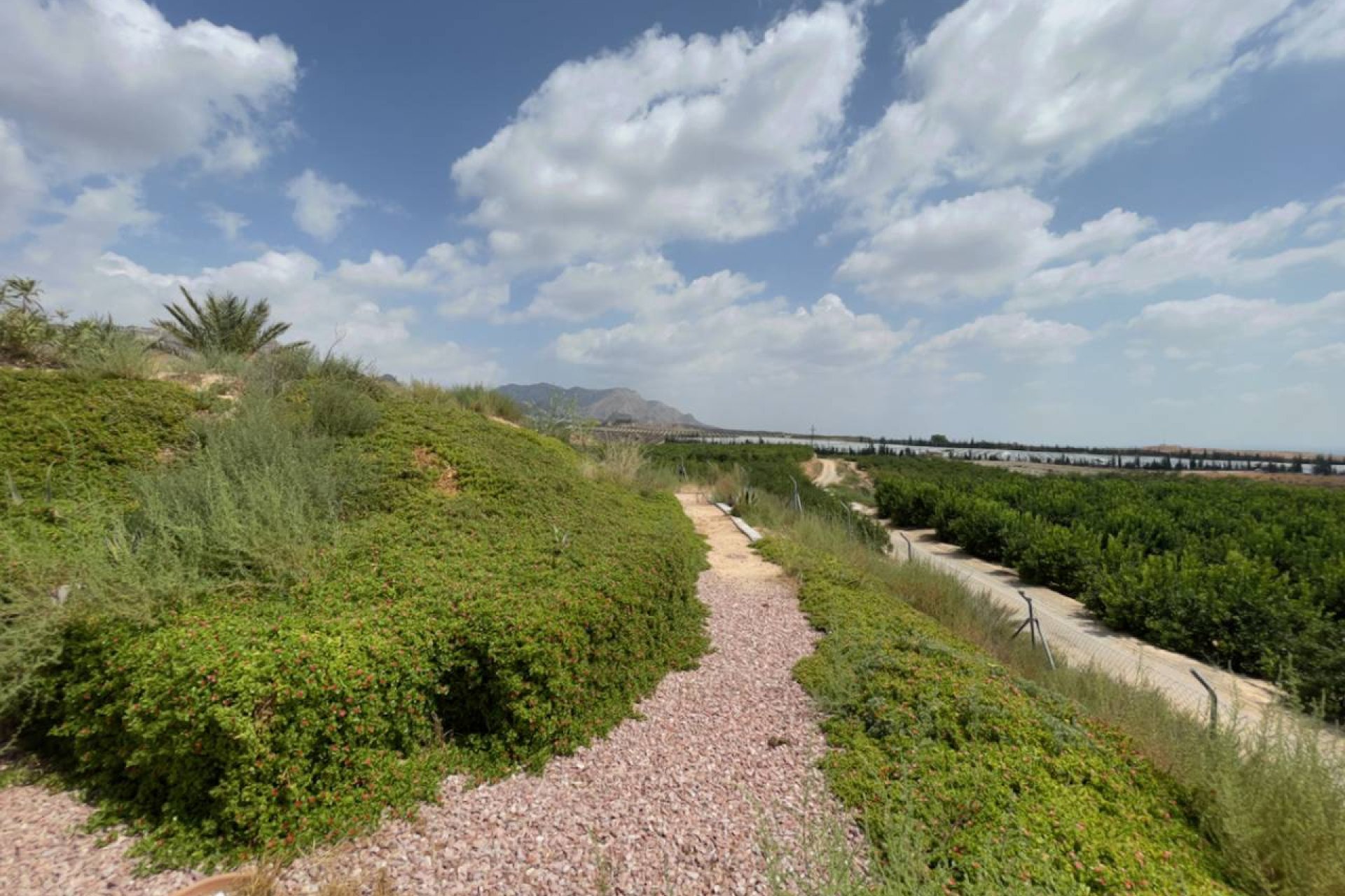 Rynek wtórny - Finca / Nieruchomość wiejska - Orihuela