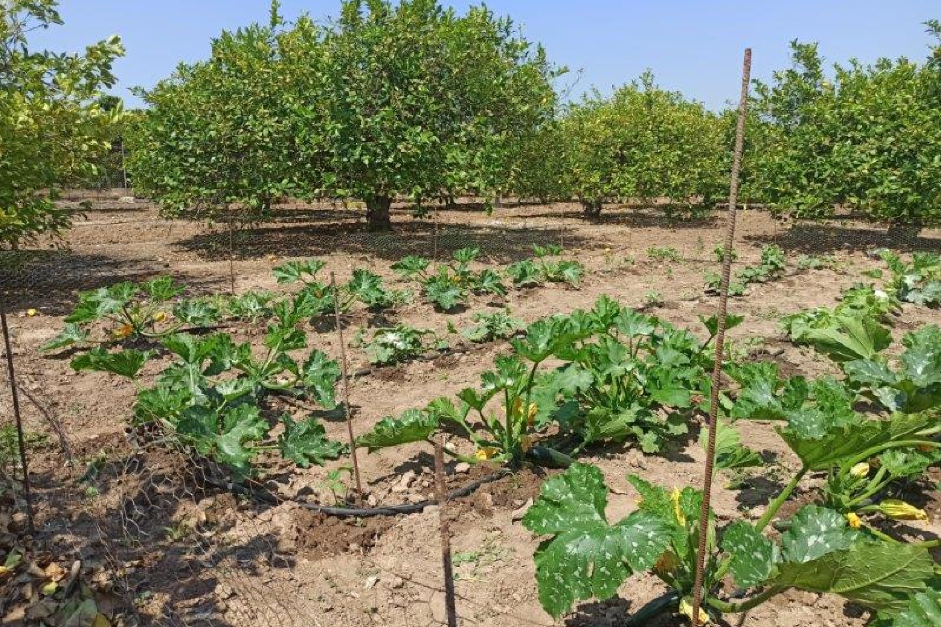 Rynek wtórny -  - San Miguel de Salinas