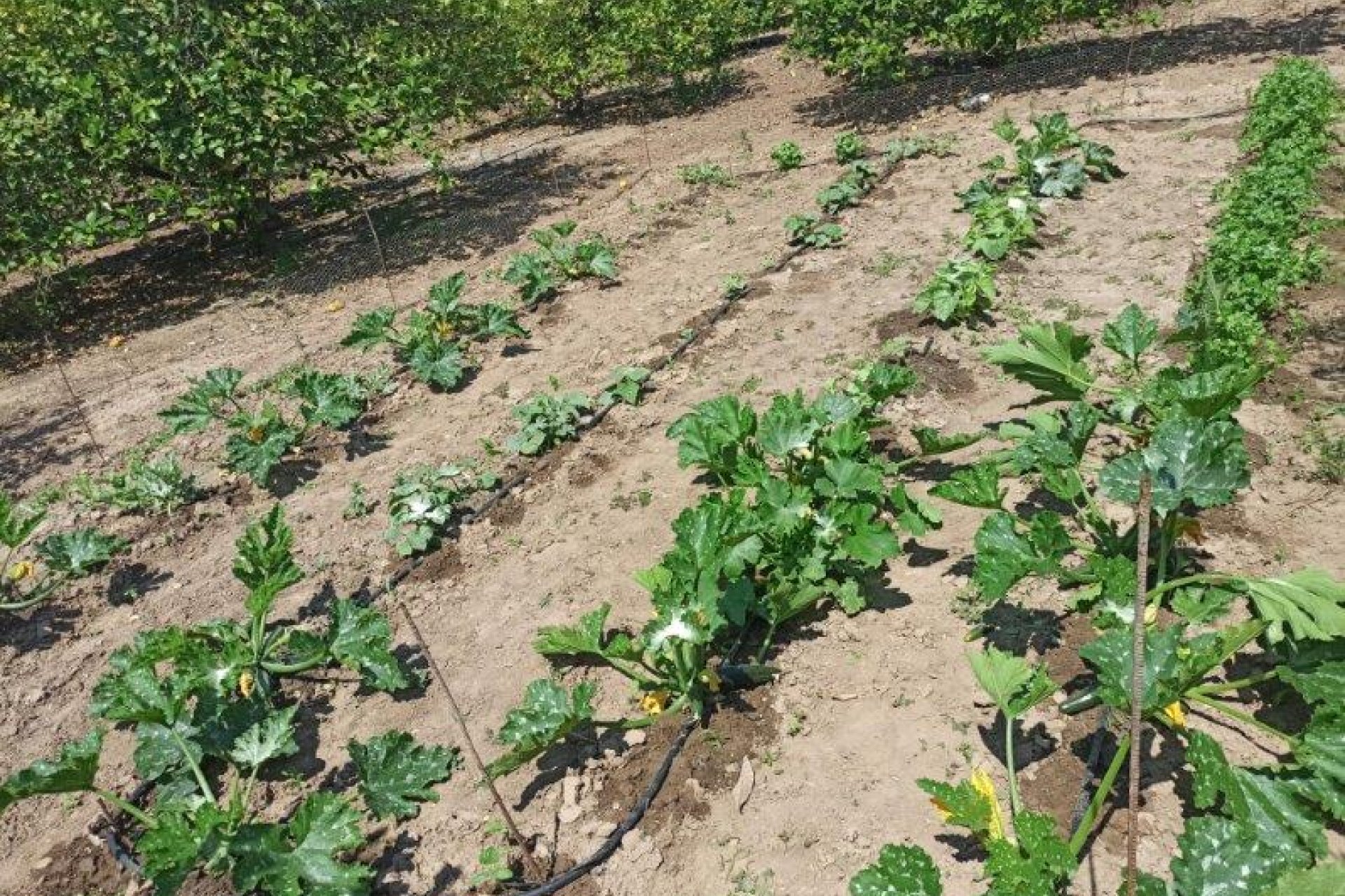 Rynek wtórny -  - San Miguel de Salinas