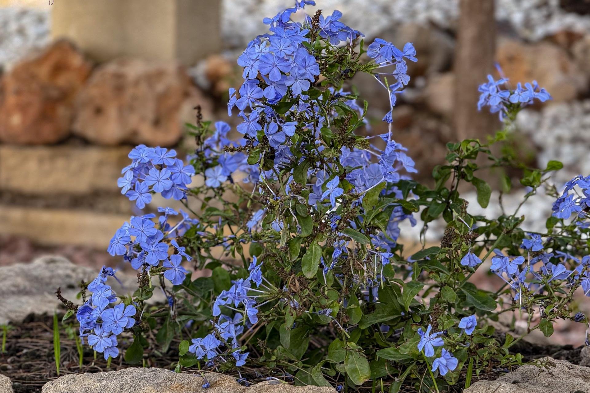 Rynek wtórny - Willa - Orihuela Costa - Desamparados-Hurchillo-Torremendo