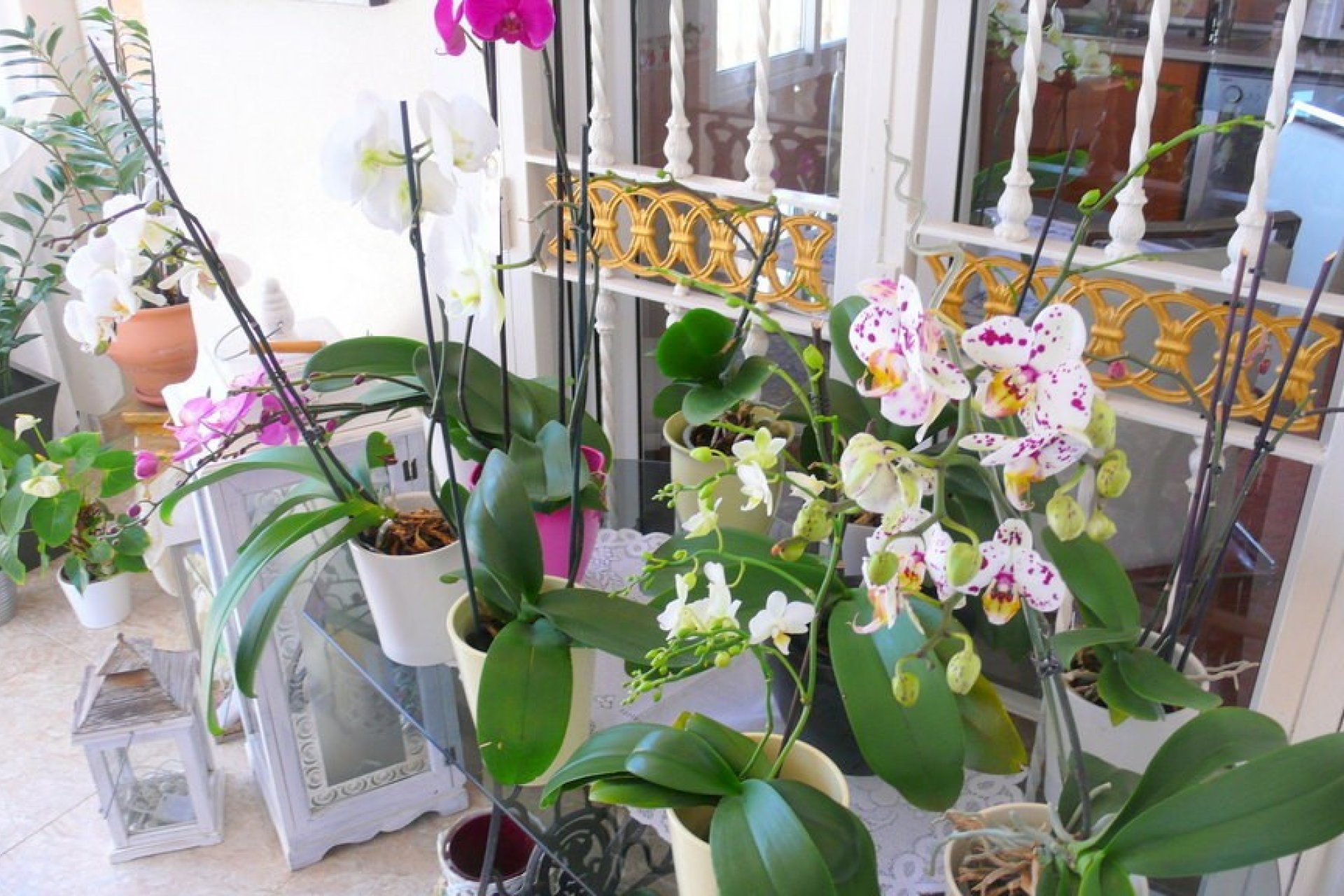 Вторичное жилье -  - Dolores