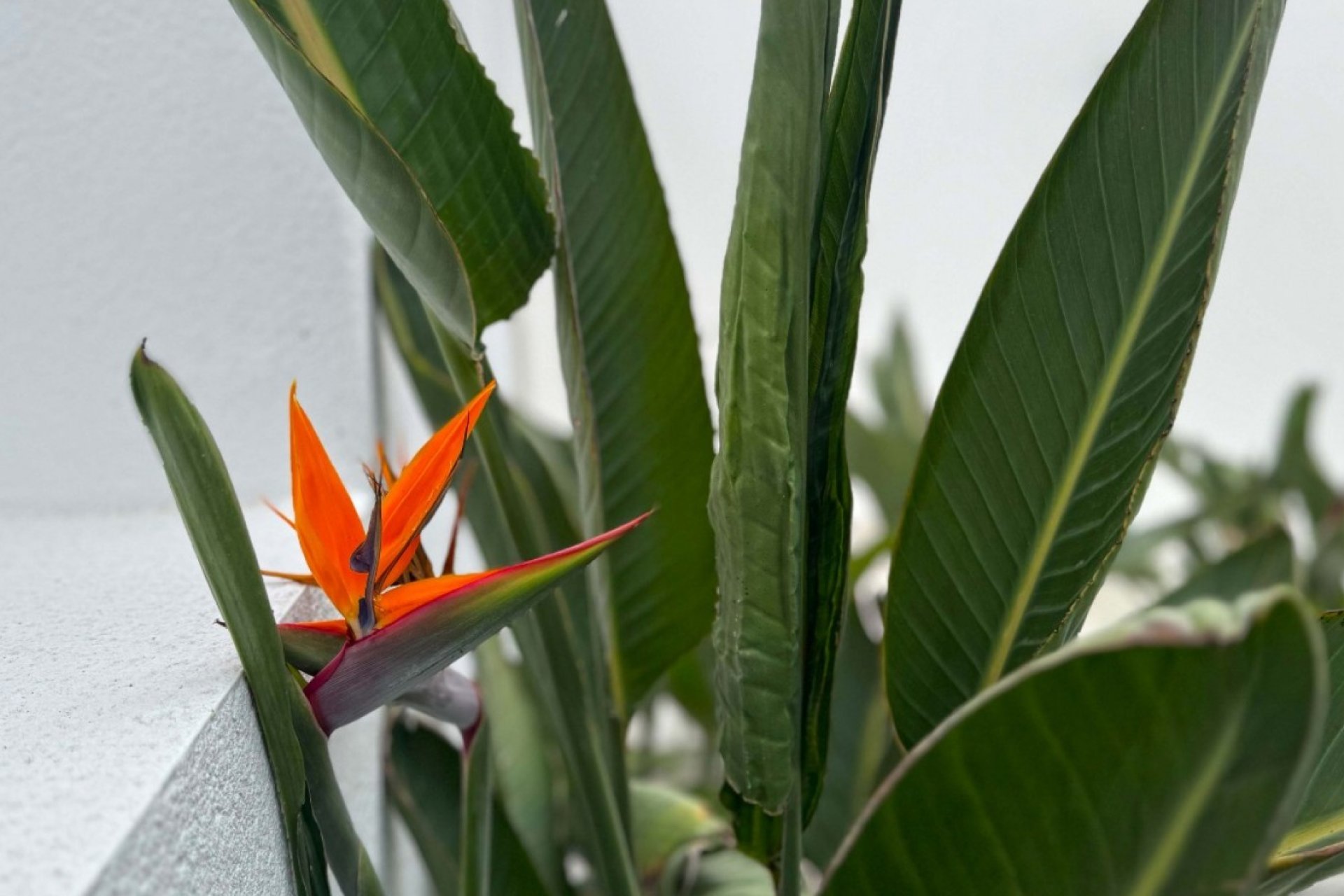 Вторичное жилье - Отдельная вилла - Torrevieja - Los Balcones - Los Altos del Edén