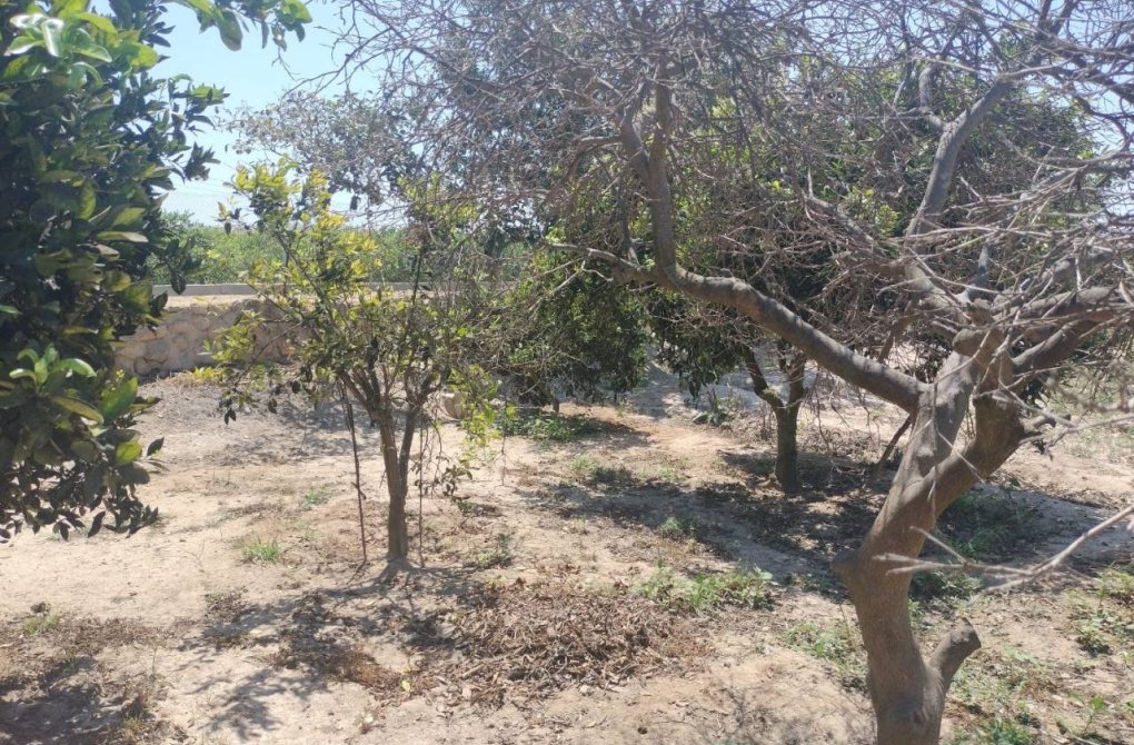 Resale - Finca / Country Property - Rojales - Cuidad Quesada