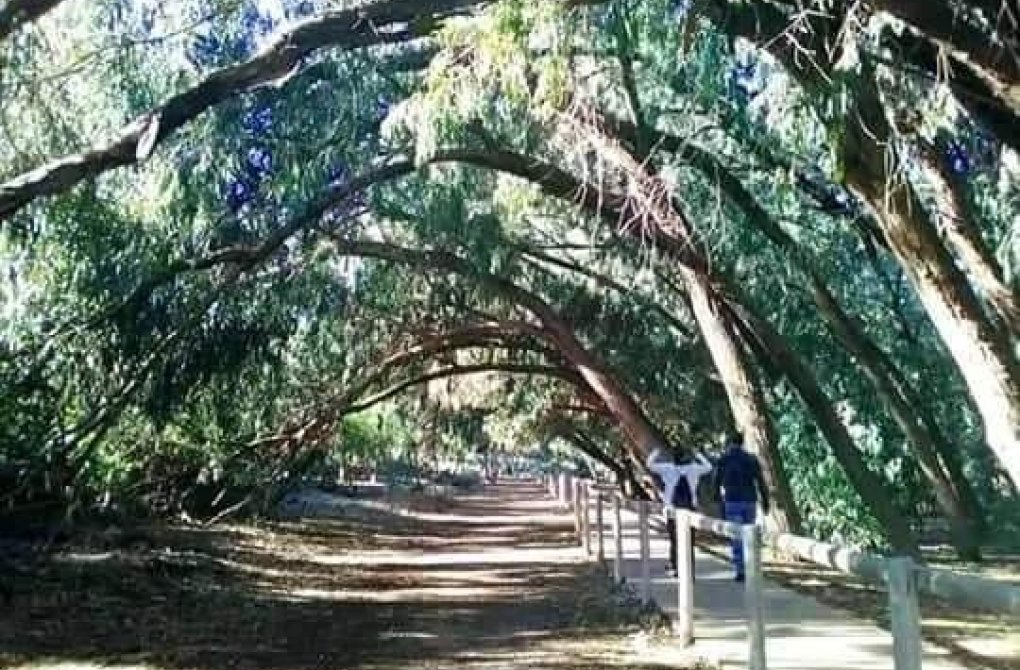 New build - Bungalow - Torrevieja - Altos del Sol