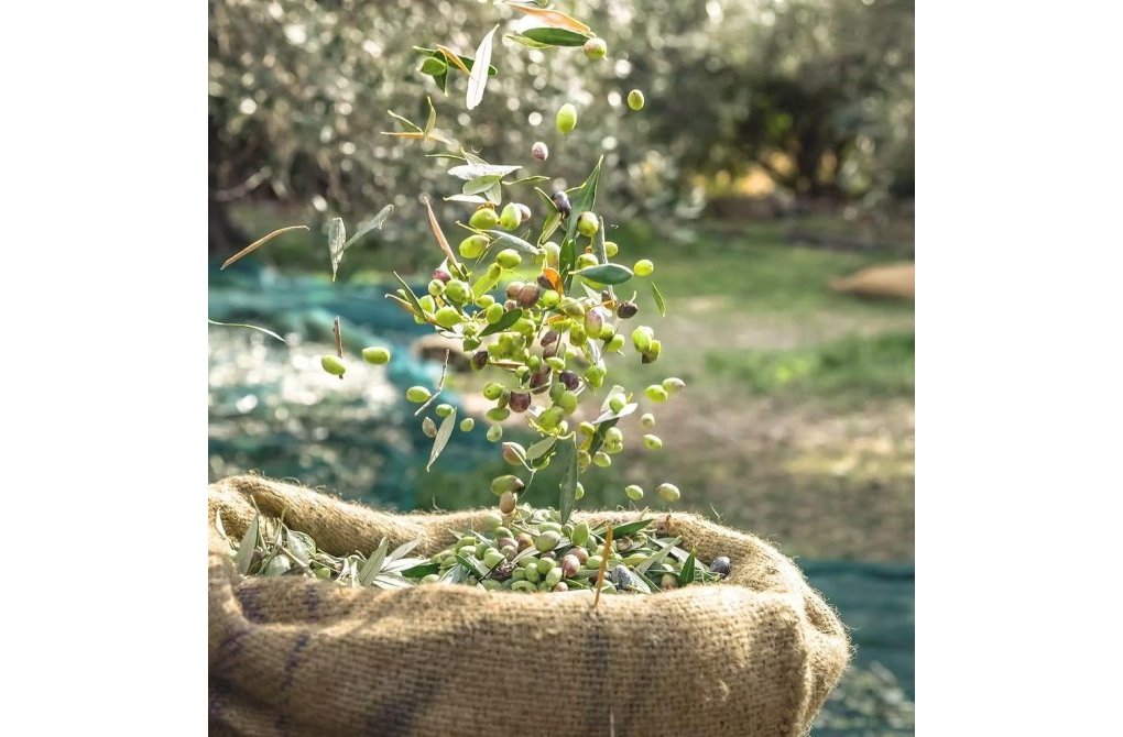 Resale - Olivar - Murcia - Rincón de Seca