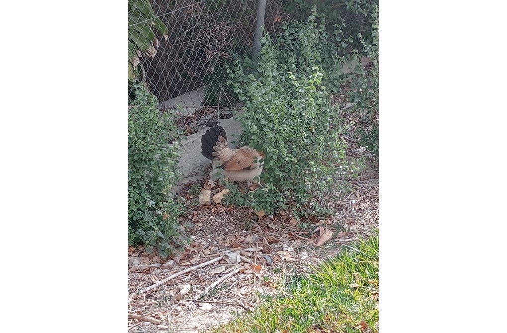 Resale - Casa o Chalet Independiente - Daya Nueva