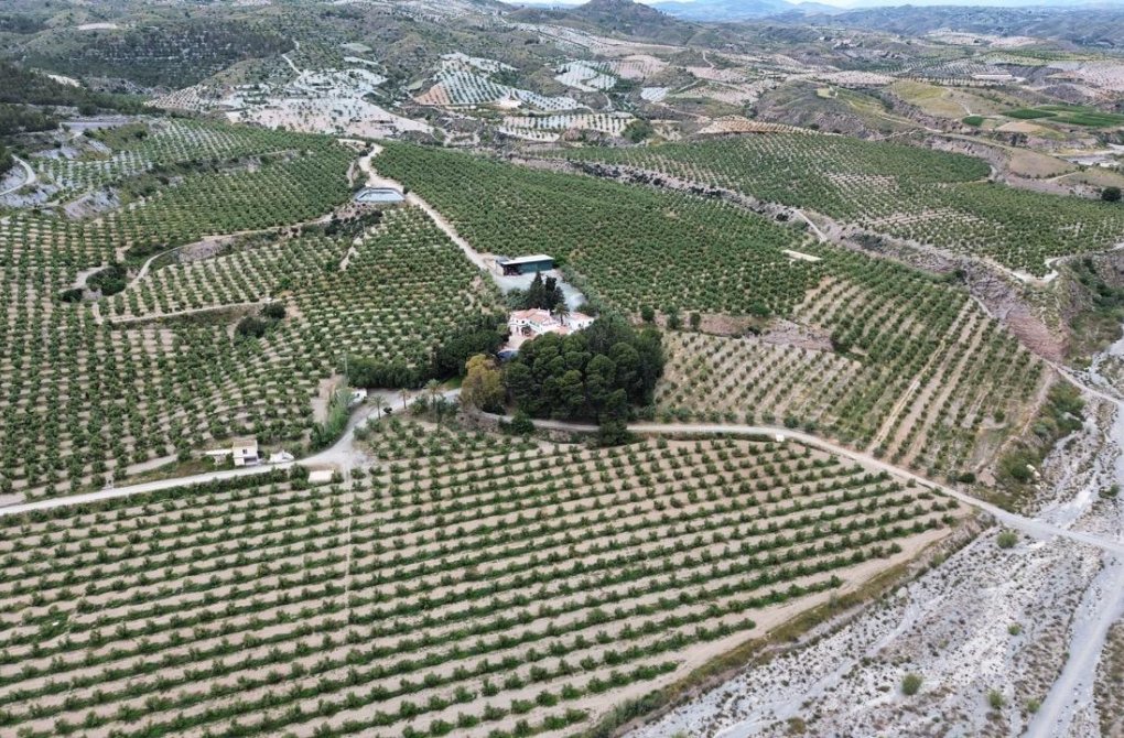 Resale - Olivar - Murcia - Rincón de Seca