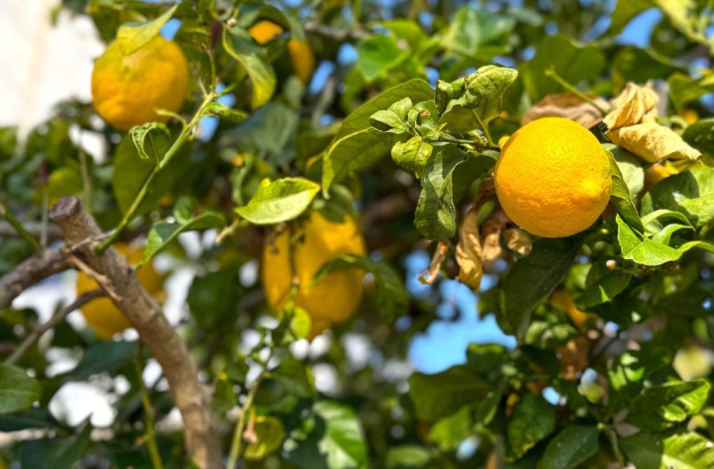 Resale - Detached Villa - Orihuela Costa - Villamartín