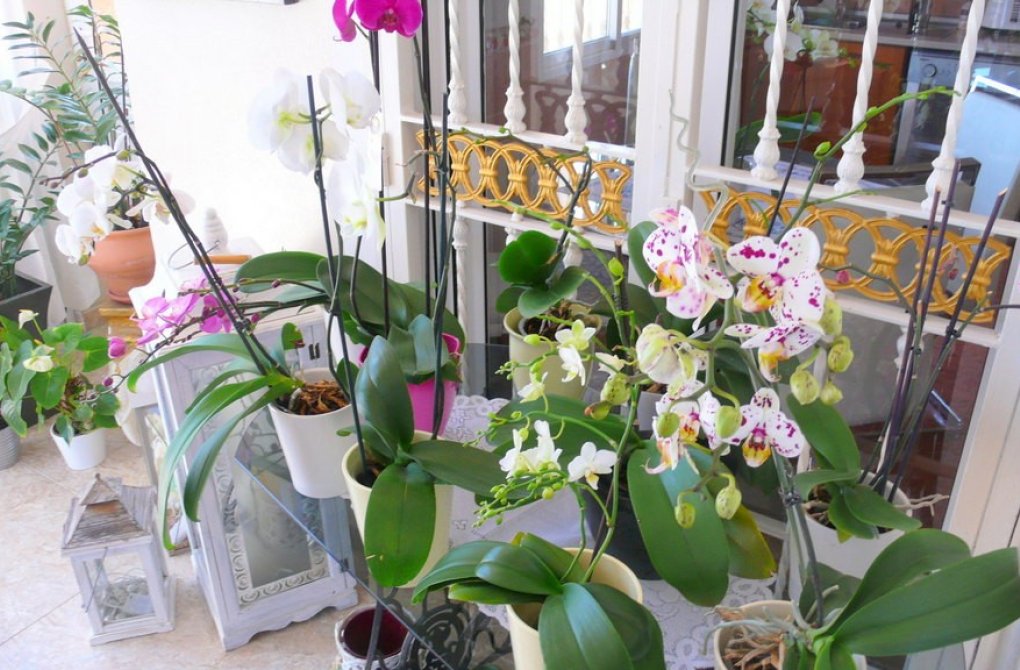 Вторичное жилье -  - Dolores