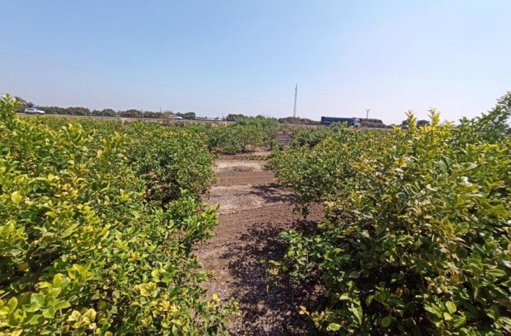 Вторичное жилье -  - San Miguel de Salinas