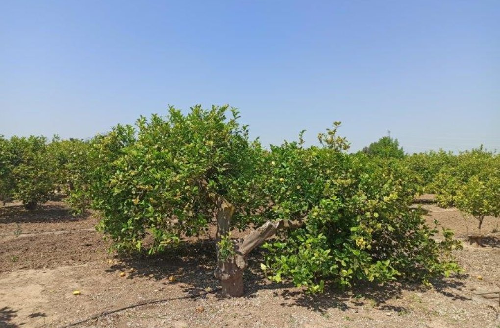 Вторичное жилье -  - San Miguel de Salinas