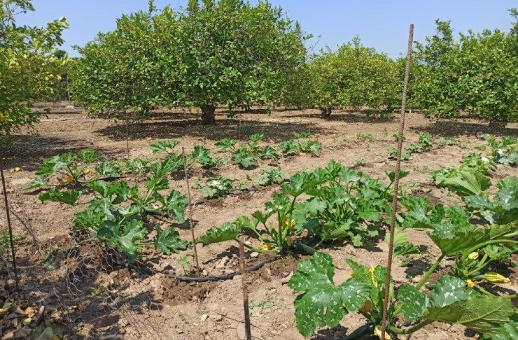 Вторичное жилье -  - San Miguel de Salinas