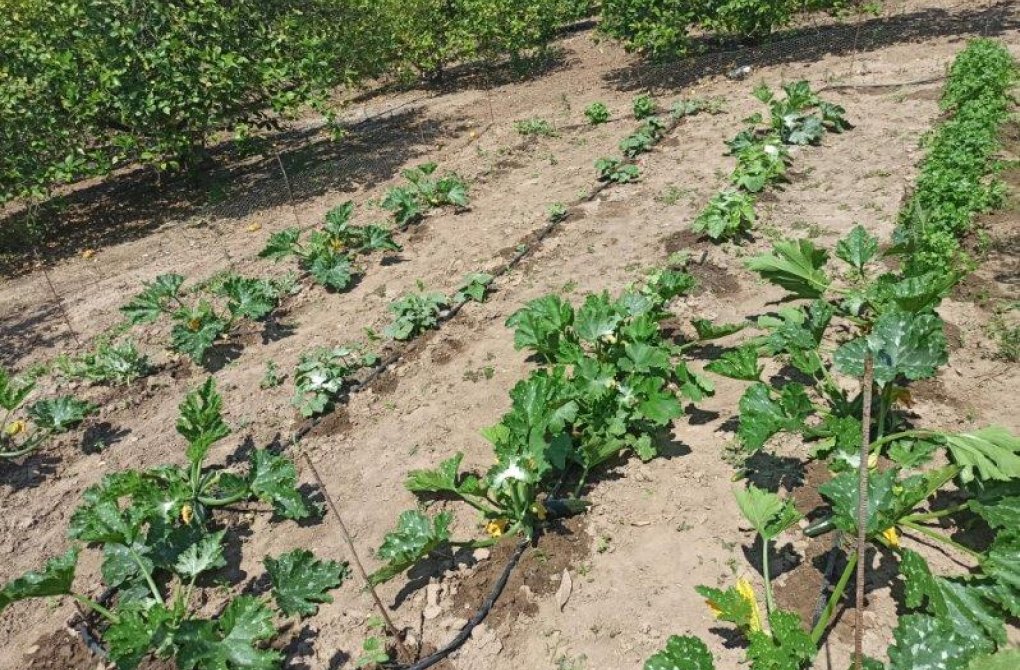 Вторичное жилье -  - San Miguel de Salinas