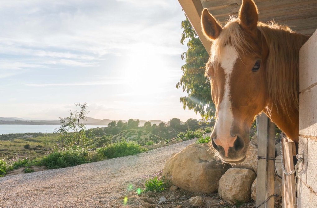 Resale - Villa - Costa Blanca - Orihuela Costa