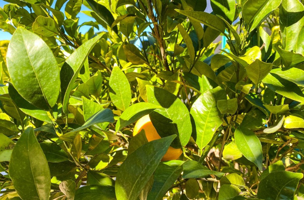 Вторичное жилье - Bилла - La Zenia