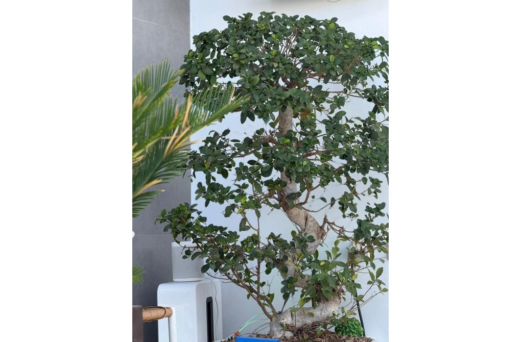 Rynek wtórny - Willa - Orihuela Costa - PAU 26