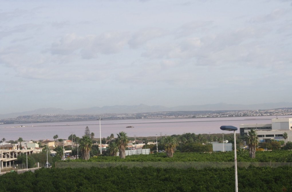 Rynek pierwotny - Dom z tarasem - Torrevieja - Los altos