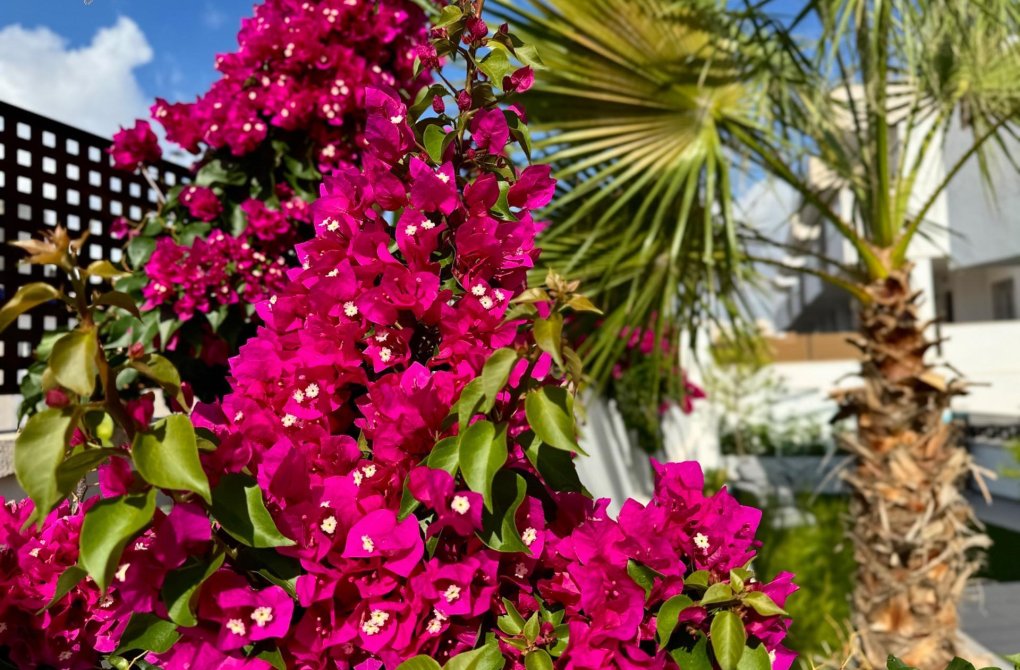 Rynek wtórny - Willa - Torrevieja - Los Balcones - Los Altos del Edén